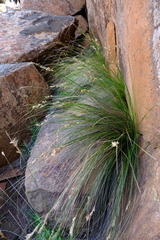 Ficinia compasbergensis