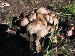 Coprinellus truncorum