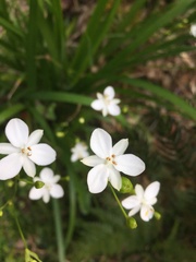 Libertia paniculata