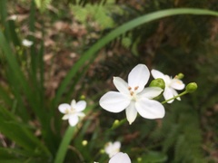 Libertia paniculata