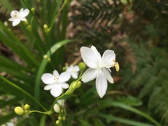 Libertia paniculata