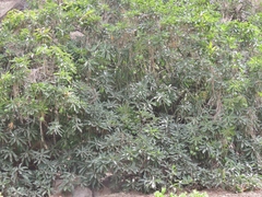 Capparidastrum petiolare