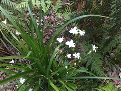 Libertia paniculata