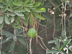 Capparidastrum petiolare