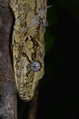 Rhacodactylus auriculatus