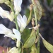 Astragalus tenellus - Photo (c) rsealy, algunos derechos reservados (CC BY-NC), uploaded by rsealy