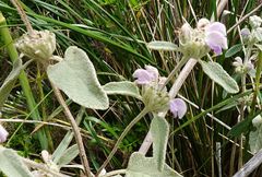 Phlomis italica