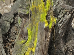 Fungi