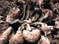 Coprinellus truncorum