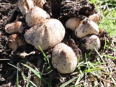 Coprinellus truncorum