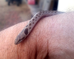 Hypsiglena ochrorhynchus