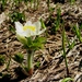 Anemone occidentalis - Photo (c) J Brew, μερικά δικαιώματα διατηρούνται (CC BY-SA), uploaded by J Brew