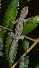 Bavayia