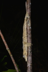 Rhacodactylus auriculatus