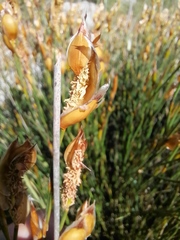 Willdenowia incurvata