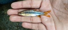 Rasbora dandia