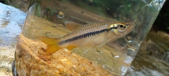 Rasbora dandia