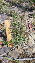 Lasiopetalum rufum