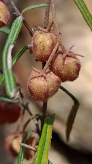 Lasiopetalum rufum