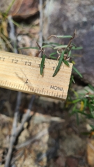 Lasiopetalum rufum