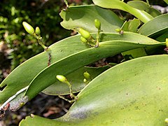 Exocarpos phyllanthoides