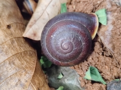 Camaena menglunensis