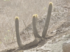 Haageocereus acranthus
