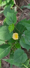 Pavonia sepium
