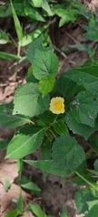 Pavonia sepium