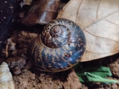 Cyclophorus ateribalteiformis