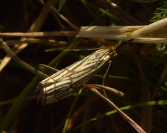 Chrysocrambus
