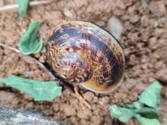 Cyclophorus ateribalteiformis