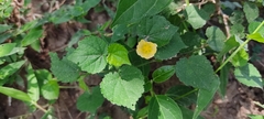 Pavonia sepium