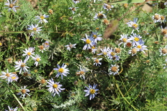 Aster hispidus