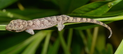 Bavayia