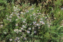 Aster hispidus