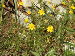 Tetraneuris linearifolia