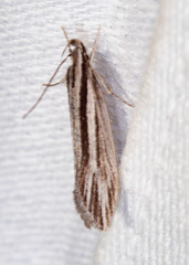 Leptosaces schistopa