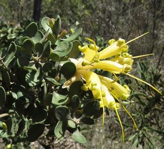 Lambertia inermis drummondii