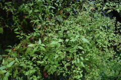 Archibaccharis schiedeana