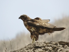 Geranoaetus melanoleucus
