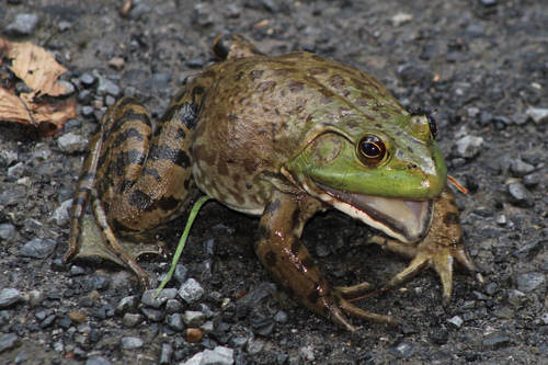 American Bullfrog photographed in Virginia