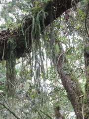 Phlegmariurus mildbraedii