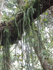 Phlegmariurus mildbraedii