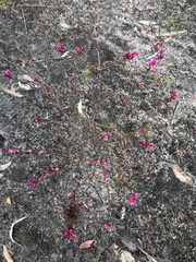 Boronia nematophylla