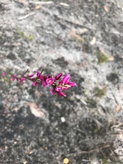 Boronia nematophylla