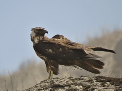 Geranoaetus melanoleucus