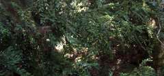 Buxus colchica