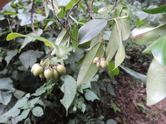 Peddiea