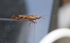 Limnephilus auricula